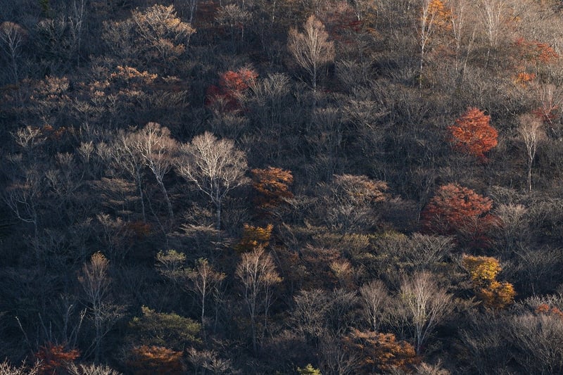 Whimsical Forest